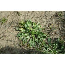 eryngium dichotomum desf.