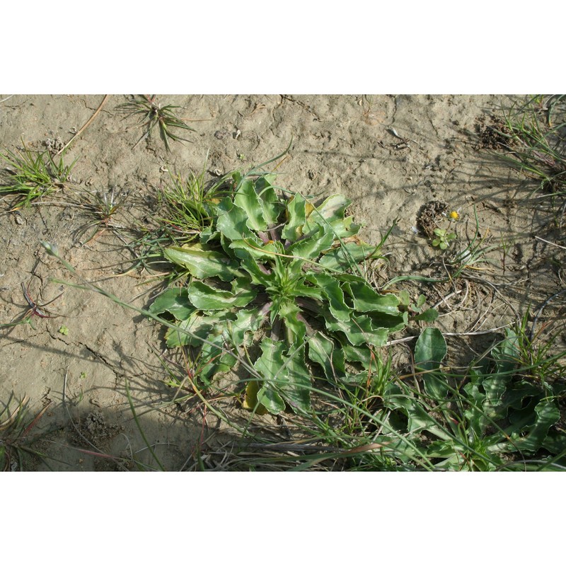 eryngium dichotomum desf.