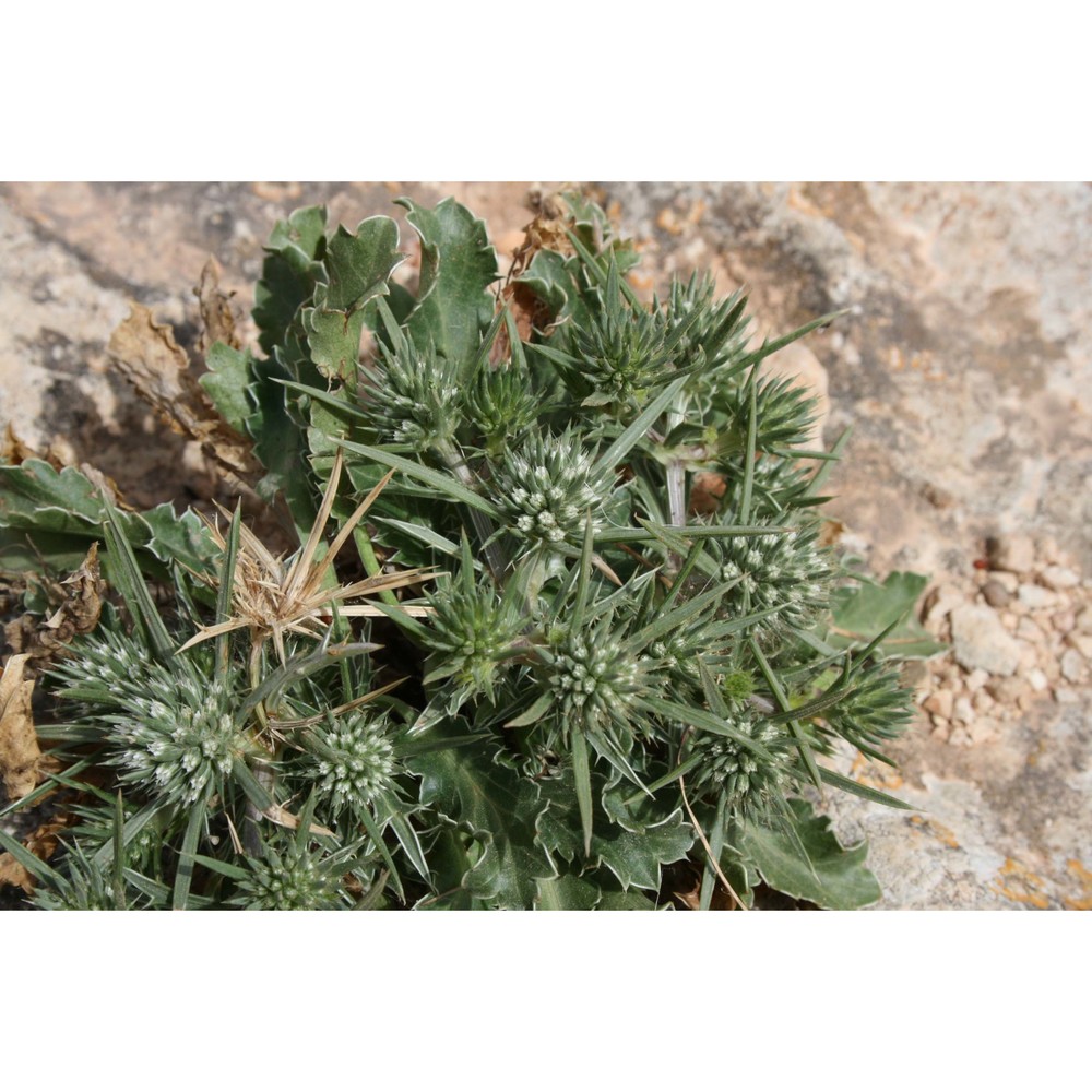 eryngium dichotomum desf.