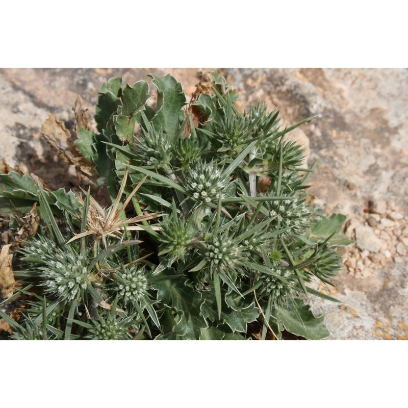 eryngium dichotomum desf.