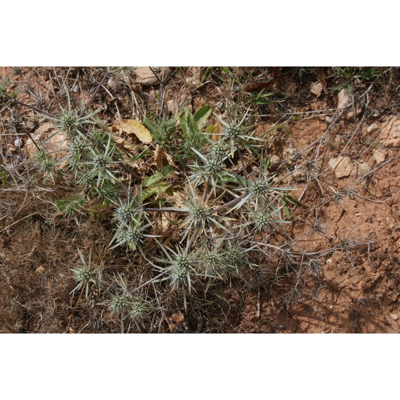 eryngium dichotomum desf.
