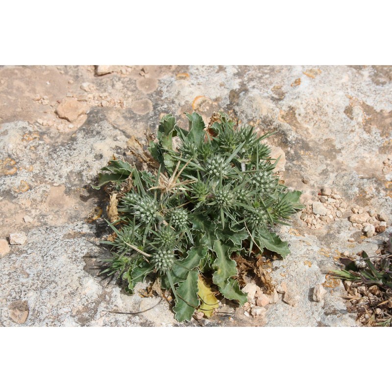 eryngium dichotomum desf.