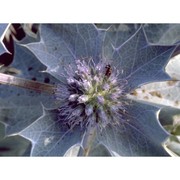 eryngium maritimum l.