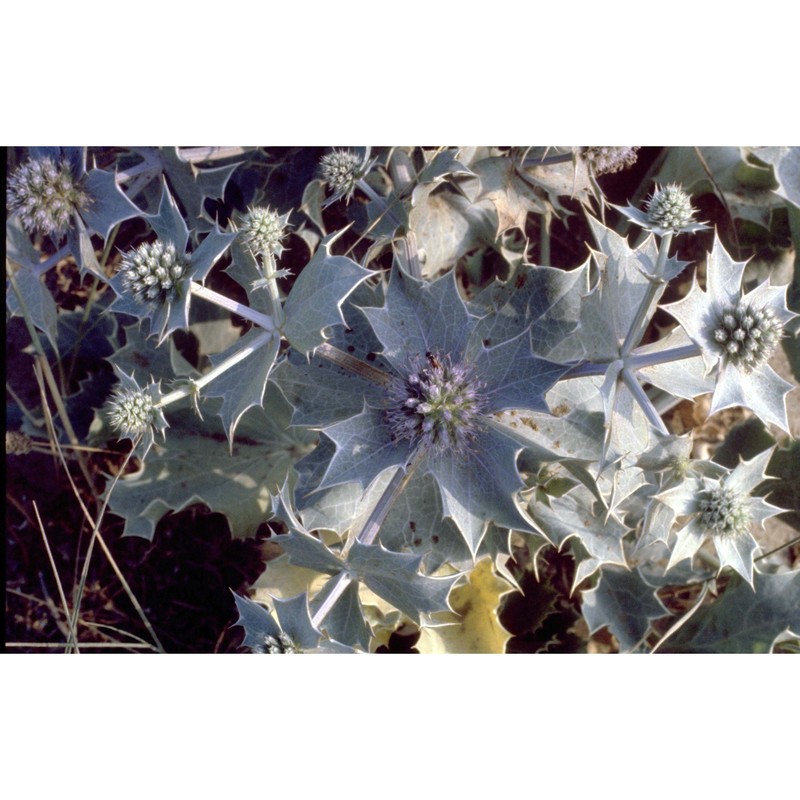 eryngium maritimum l.