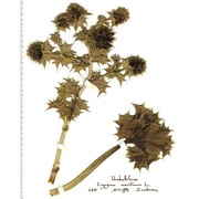 eryngium maritimum l.