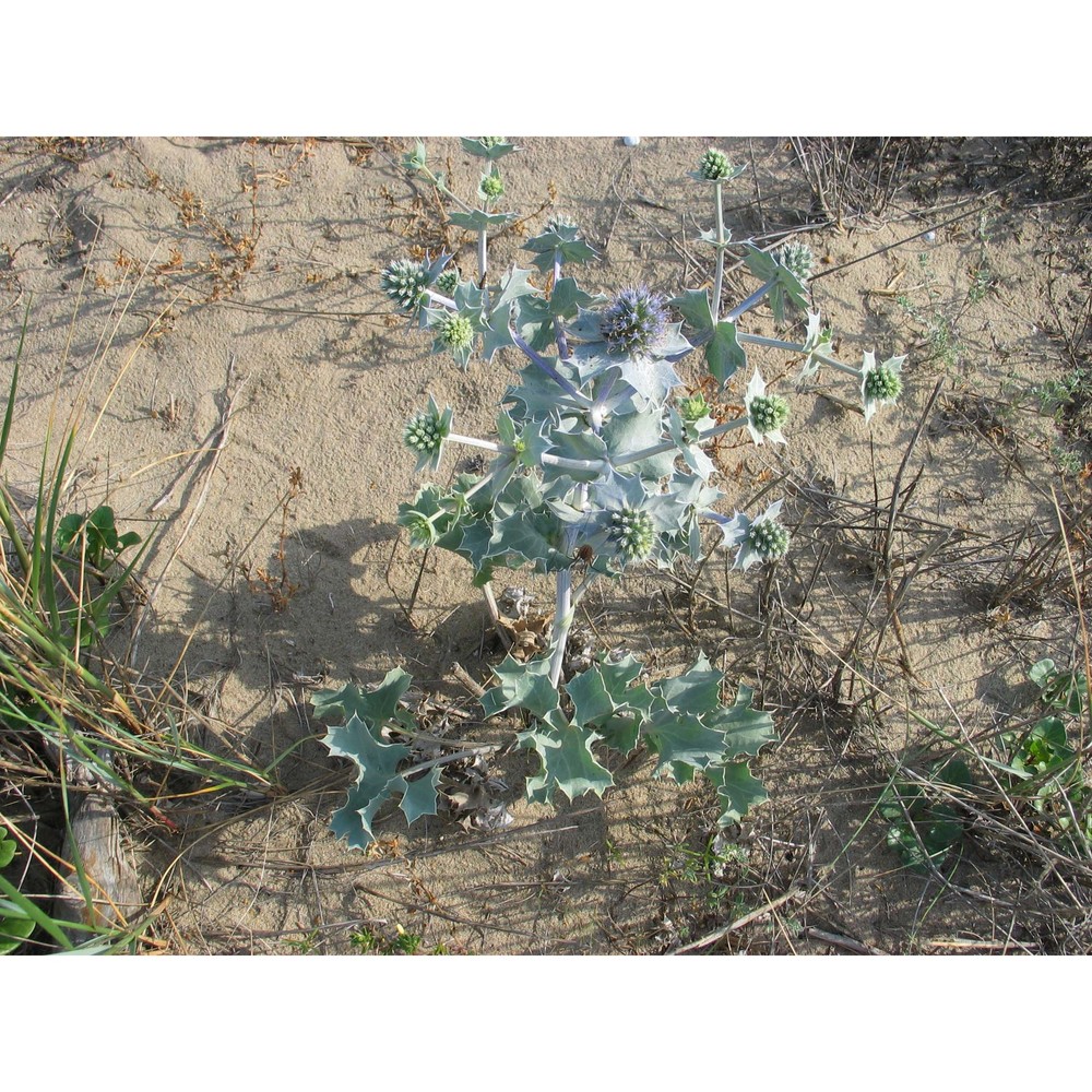 eryngium maritimum l.