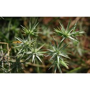 eryngium pusillum l.