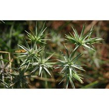eryngium pusillum l.