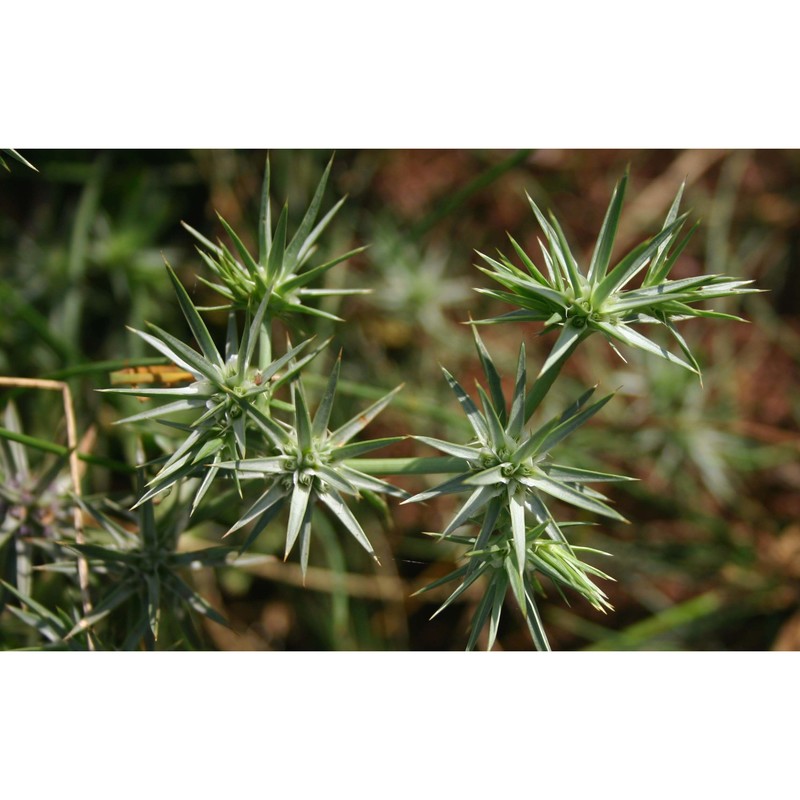eryngium pusillum l.