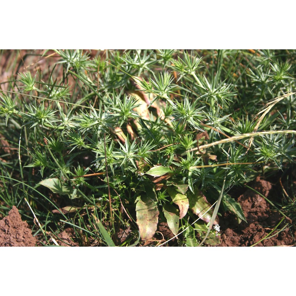eryngium pusillum l.