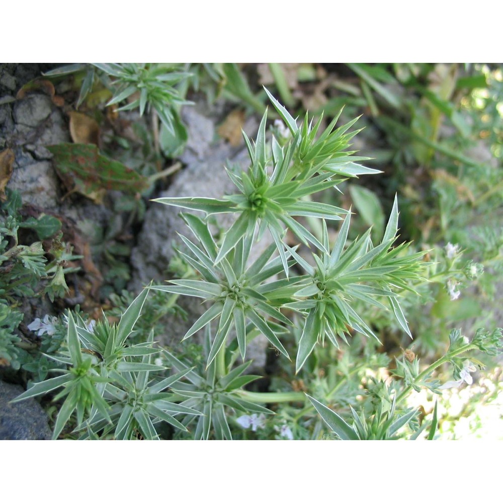 eryngium pusillum l.