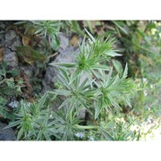 eryngium pusillum l.
