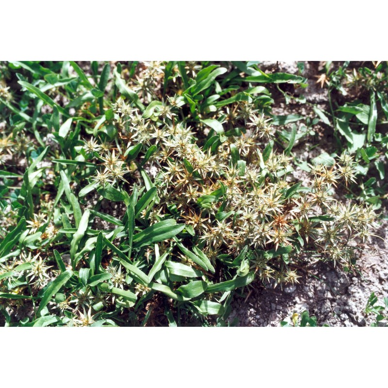 eryngium pusillum l.