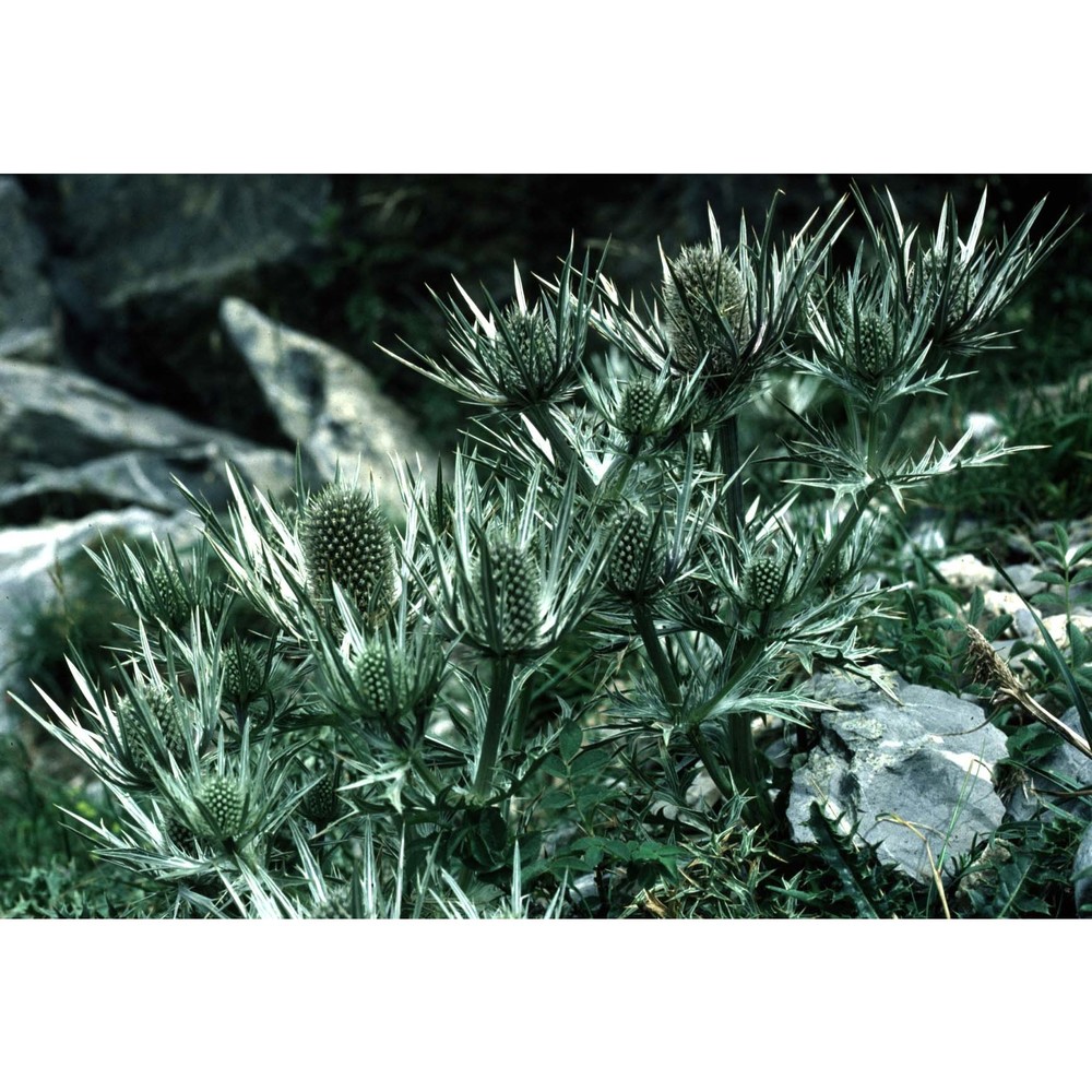 eryngium spinalba vill.