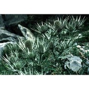 eryngium spinalba vill.