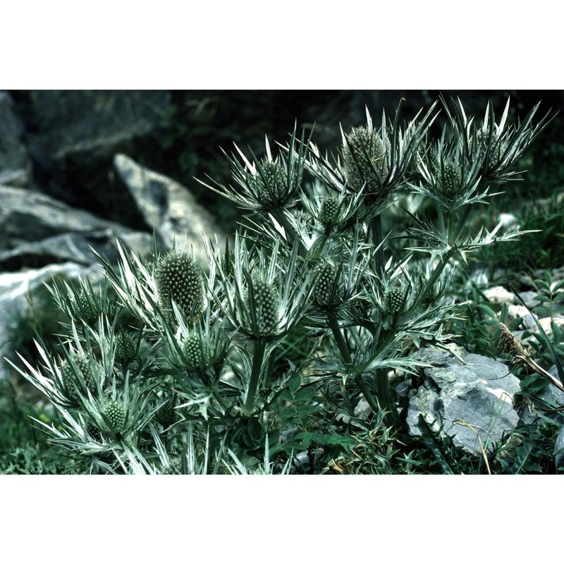 eryngium spinalba vill.