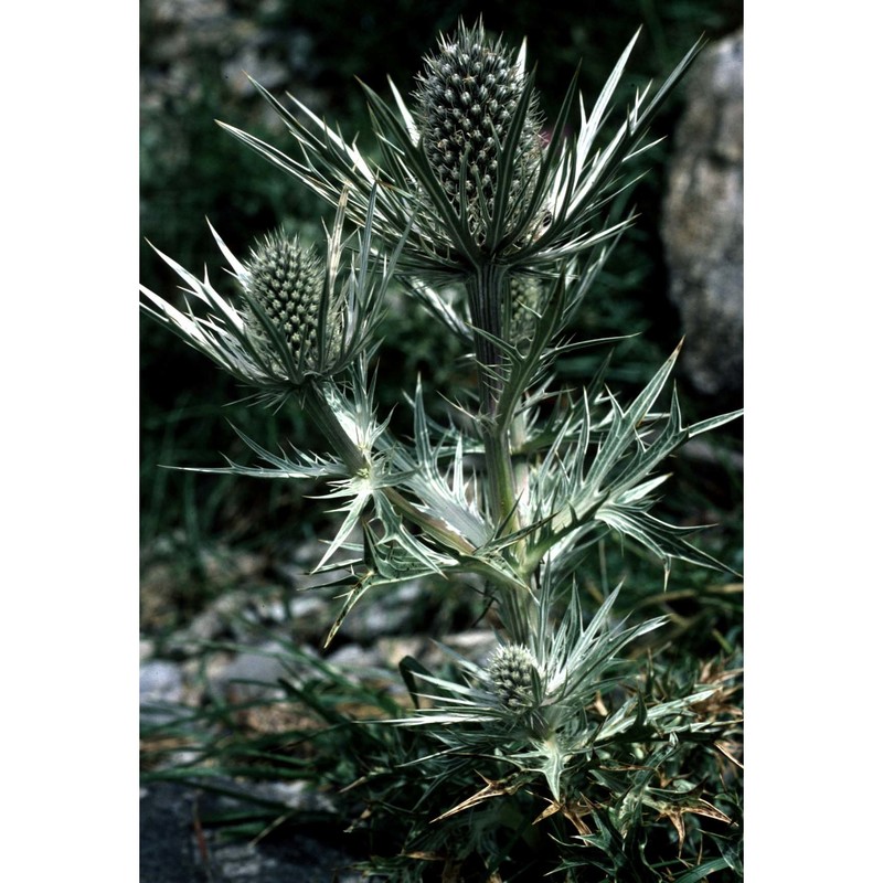 eryngium spinalba vill.