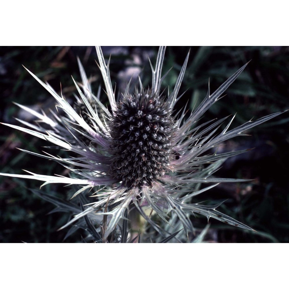 eryngium spinalba vill.