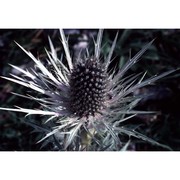 eryngium spinalba vill.