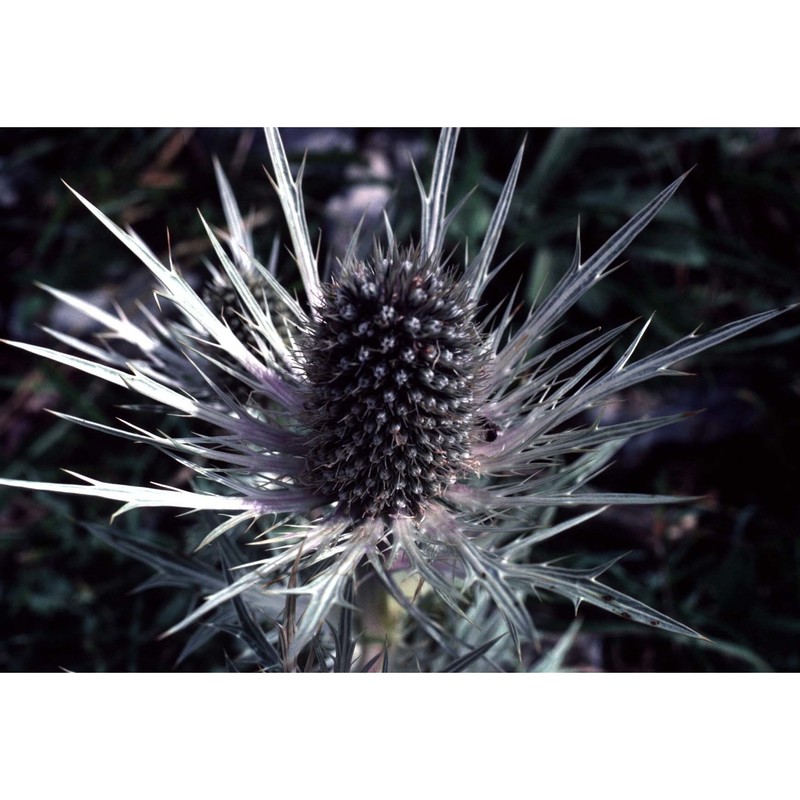 eryngium spinalba vill.