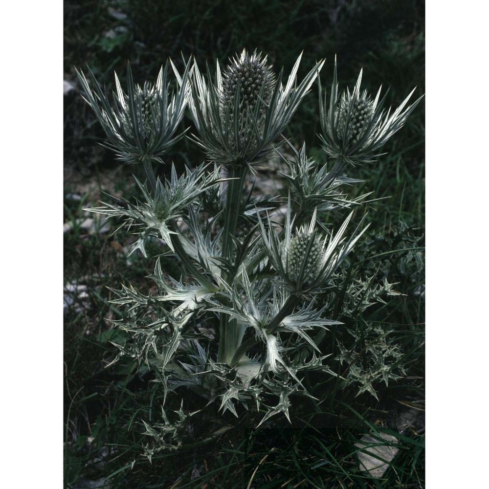 eryngium spinalba vill.