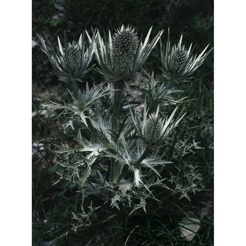 eryngium spinalba vill.