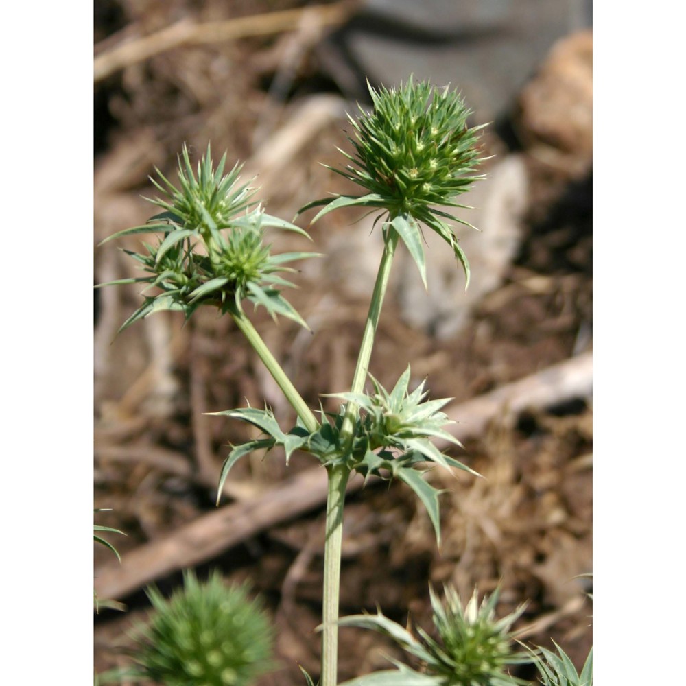 eryngium tricuspidatum l.