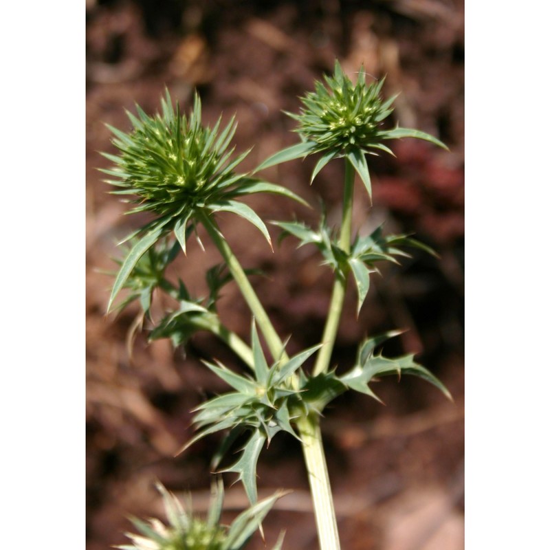 eryngium tricuspidatum l.