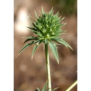 eryngium tricuspidatum l.