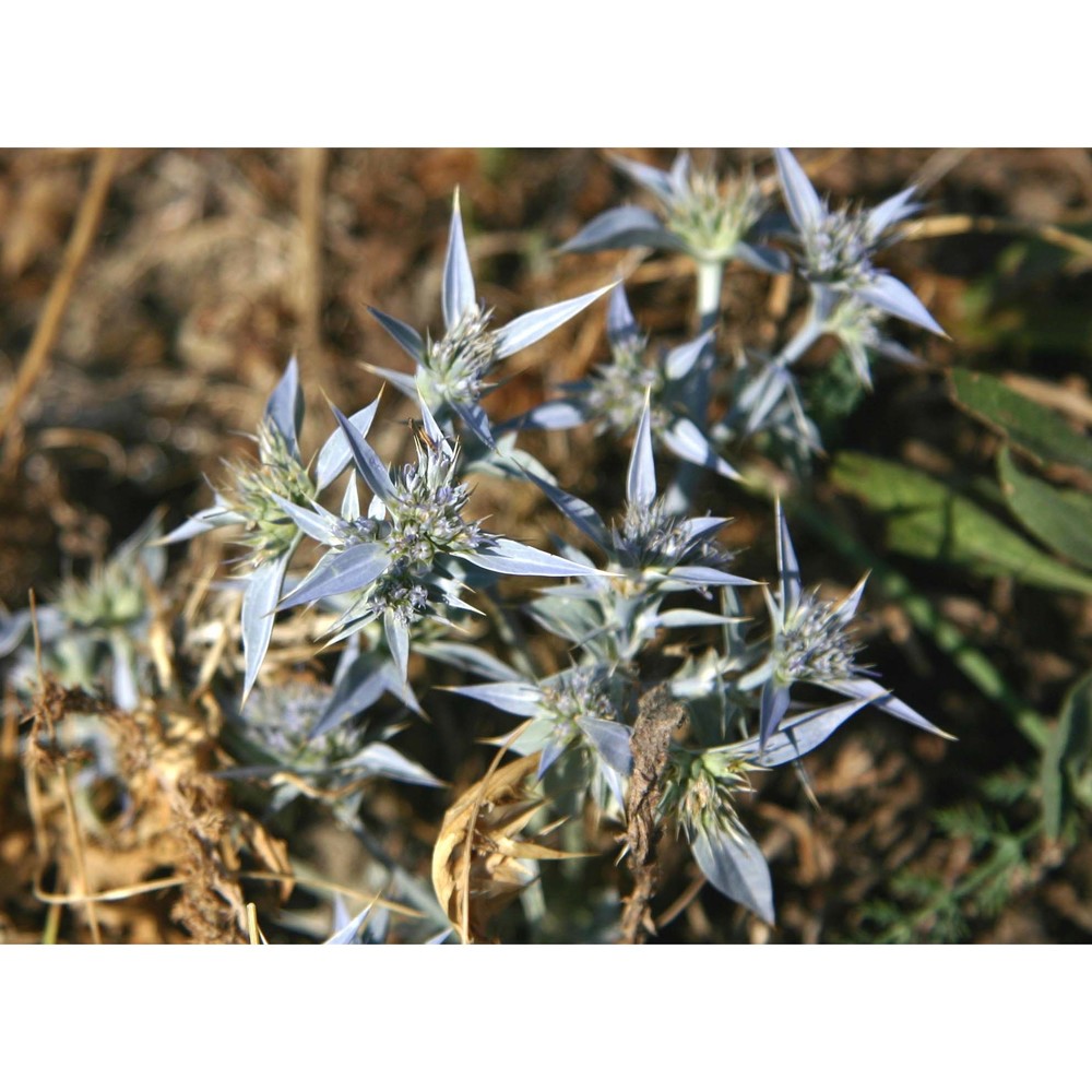 eryngium triquetrum vahl