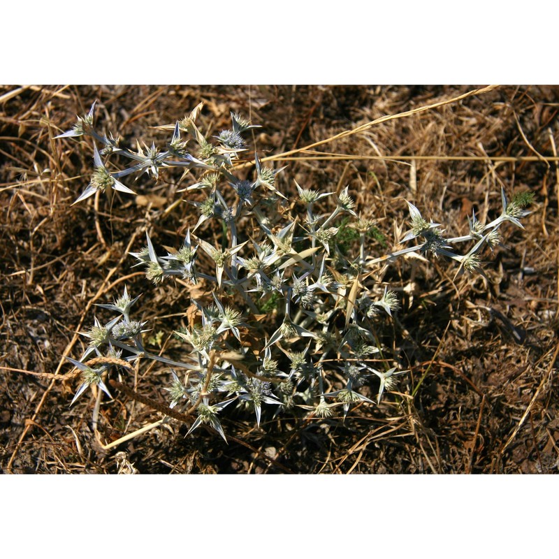 eryngium triquetrum vahl