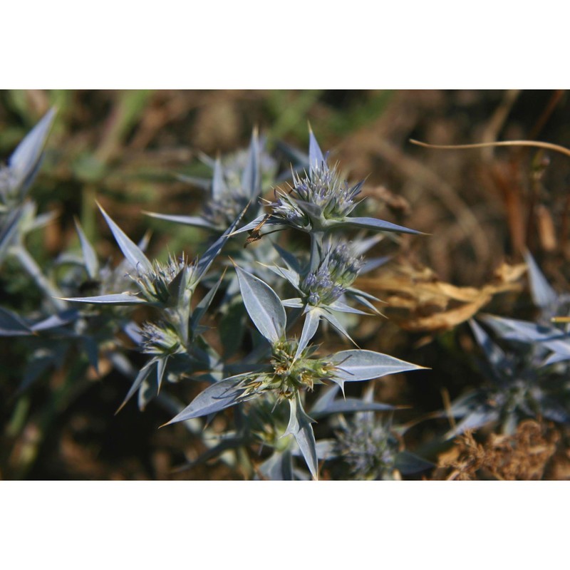 eryngium triquetrum vahl