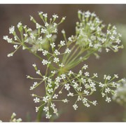 falcaria vulgaris bernh.