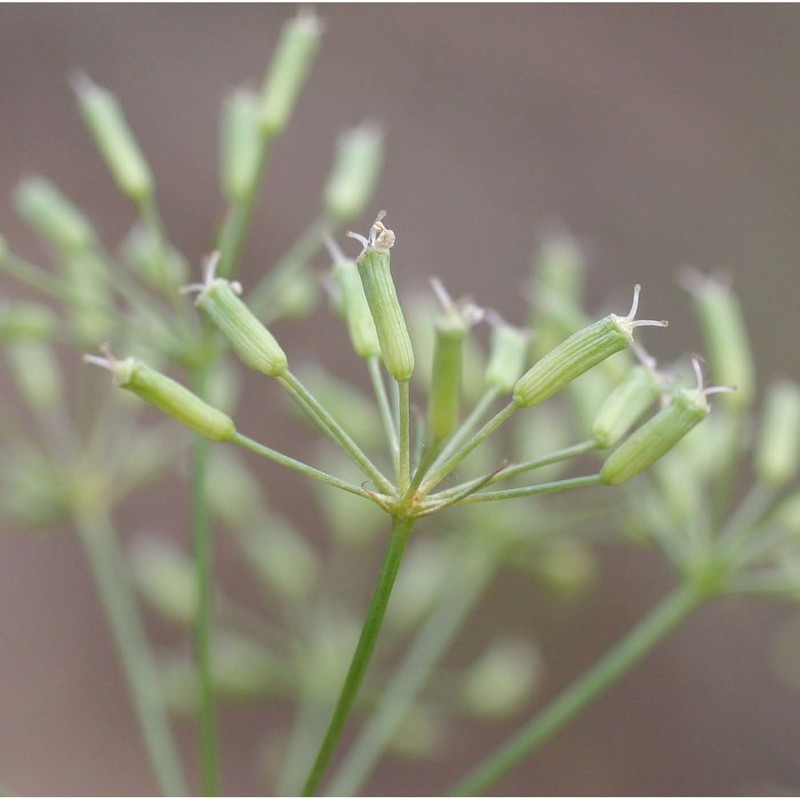 falcaria vulgaris bernh.