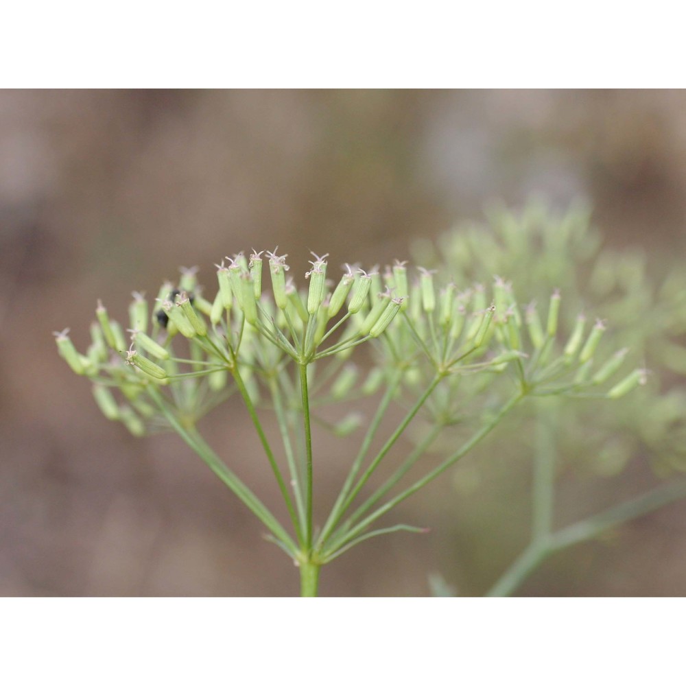 falcaria vulgaris bernh.