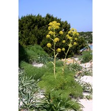 ferula arrigonii bocchieri