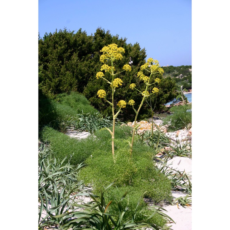 ferula arrigonii bocchieri