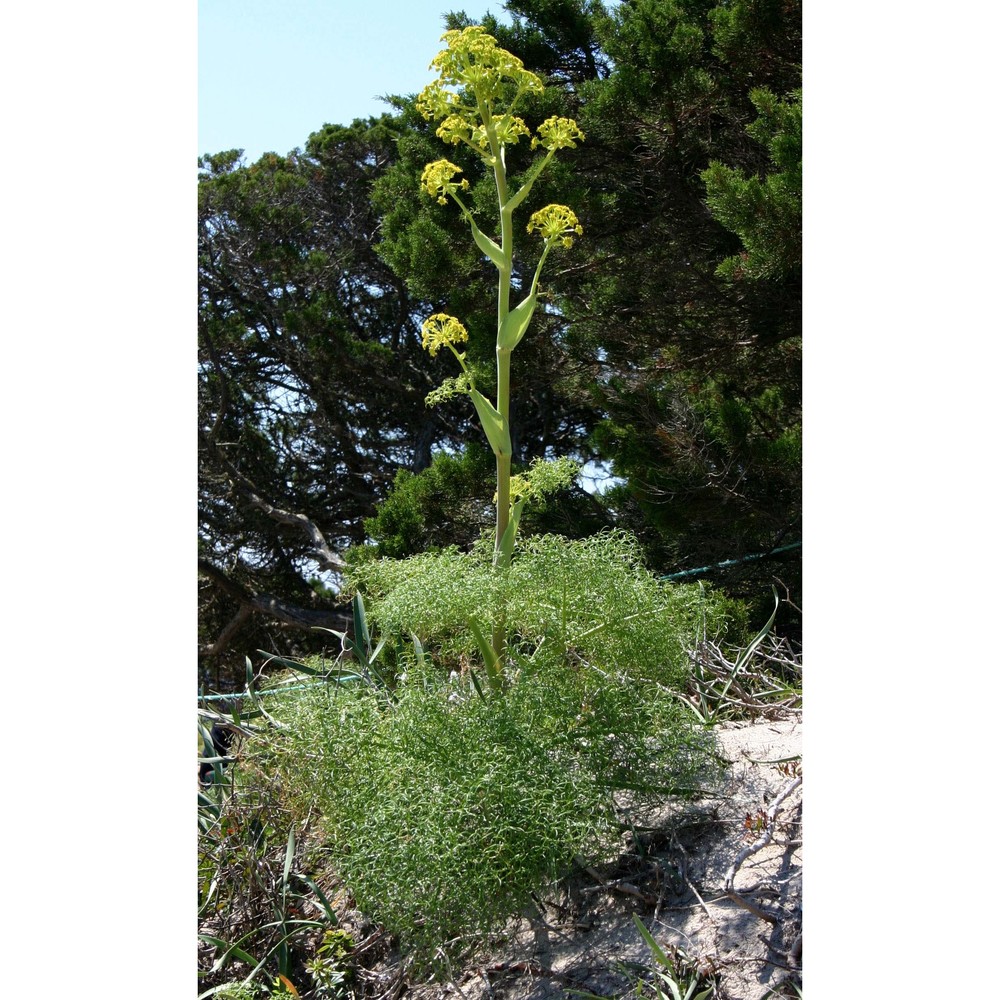 ferula arrigonii bocchieri