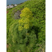 ferula arrigonii bocchieri