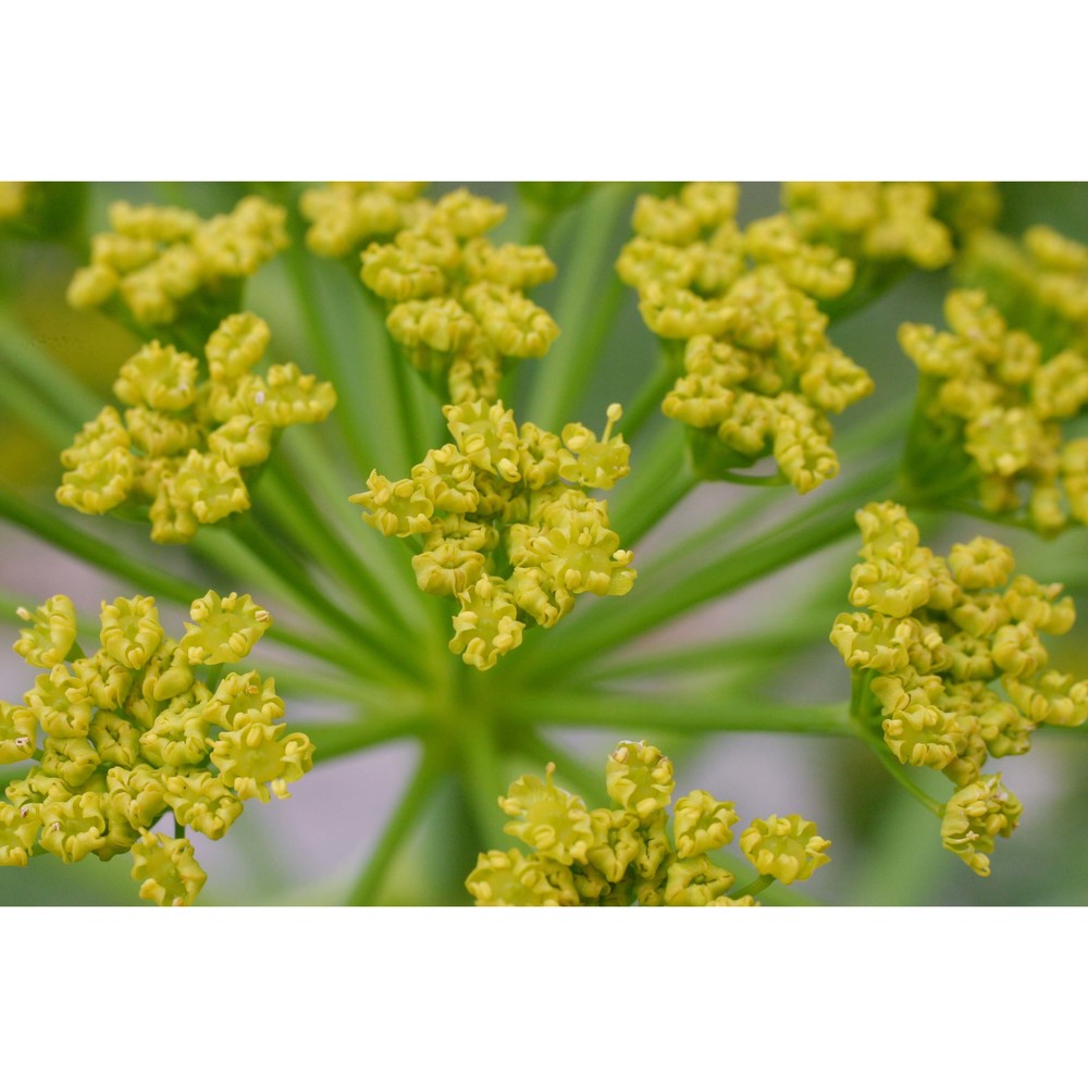 ferula communis l.