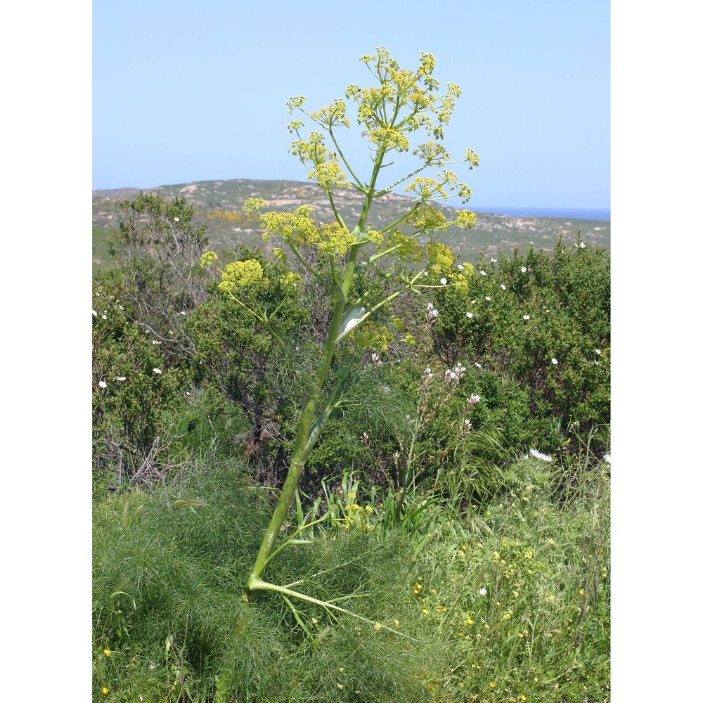 ferula communis l.