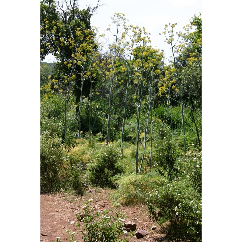 ferula glauca l.