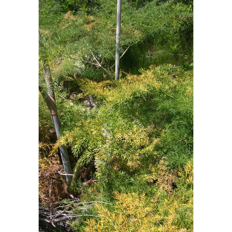 ferula glauca l.