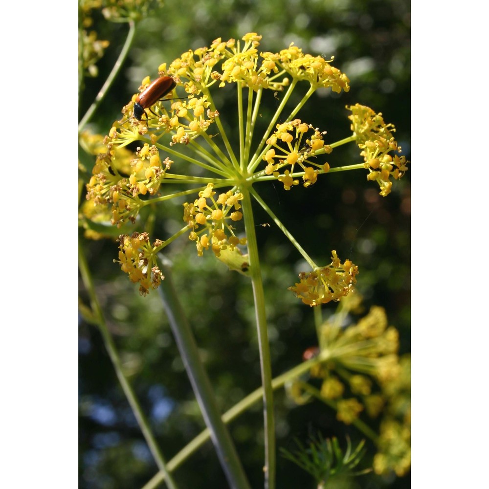 ferula glauca l.