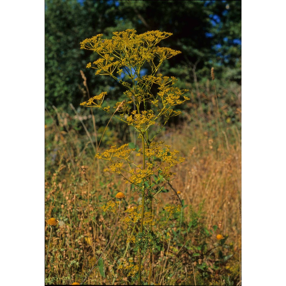 ferulago campestris (besser) grecescu