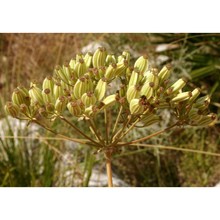 ferulago nodosa (l.) boiss. subsp. rigida (ten.) troìa et raimondo