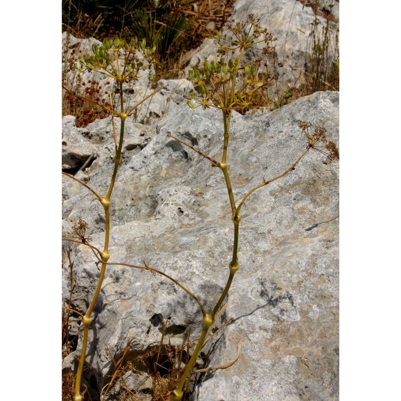 ferulago nodosa (l.) boiss. subsp. rigida (ten.) troìa et raimondo