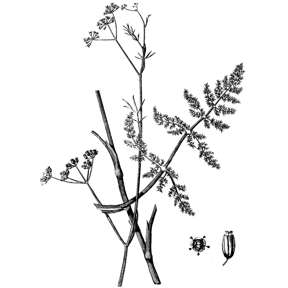 foeniculum vulgare mill.