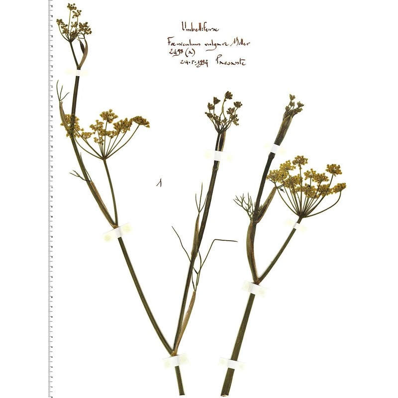 foeniculum vulgare mill.