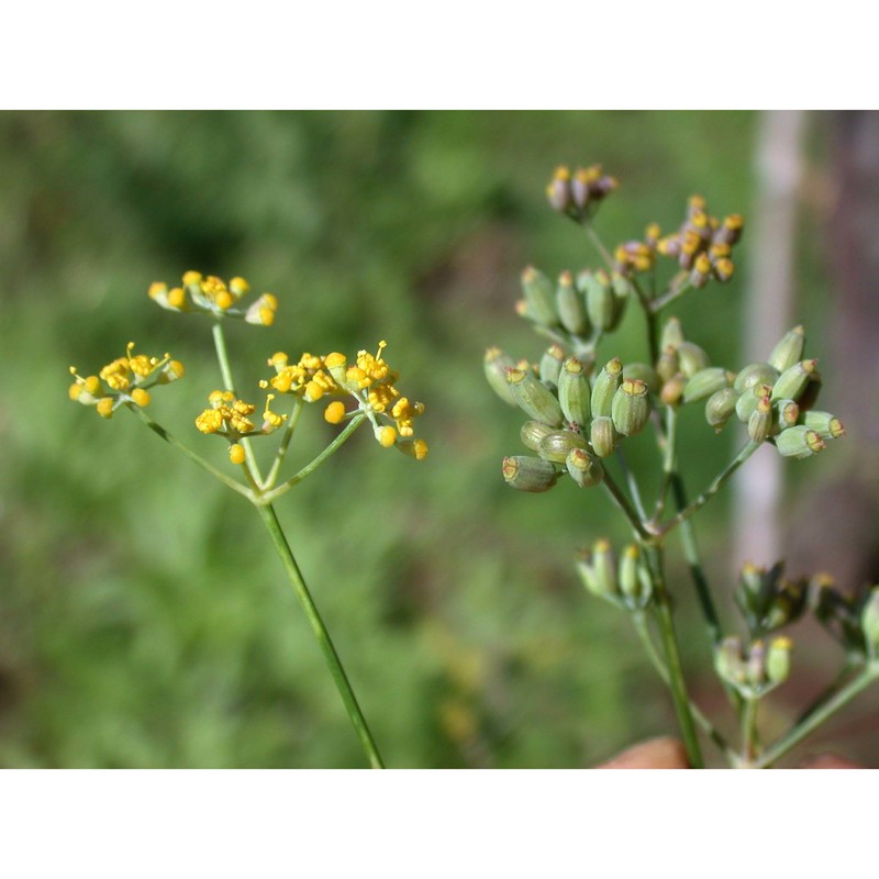 foeniculum vulgare mill.